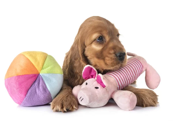 Cachorro Cocker Spaniel Delante Fondo Blanco — Foto de Stock