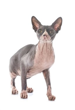 Alında saç çizgisi Sphynx kedi beyaz arka plan önünde