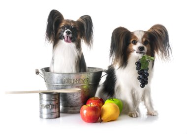 Papillon köpek ve beyaz arka plan önünde pişirme aksesuar