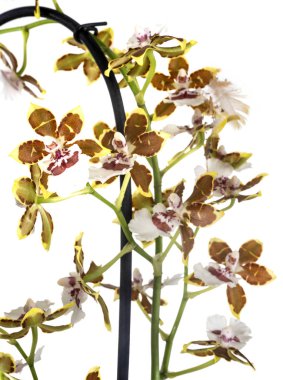 Beyaz arka plan önünde orkide Oncidium