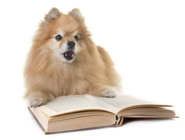 Pomeranian Livro Leitura Frente Fundo Branco — Fotografia de Stock