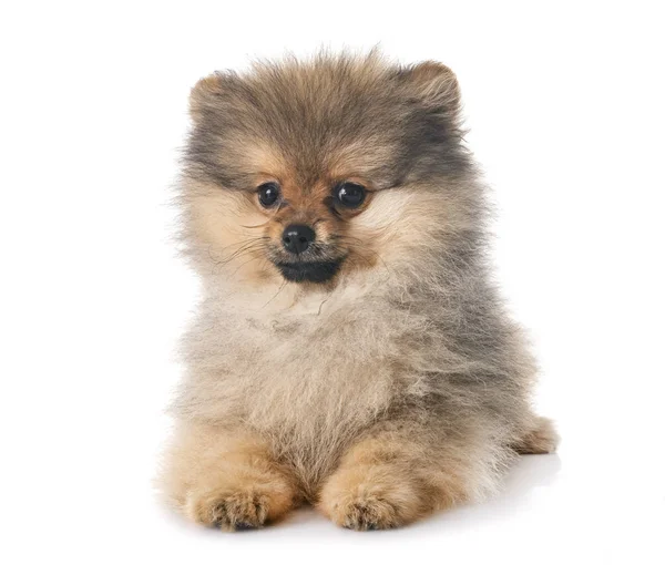 Young Pomeranian Front White Background — Stock Photo, Image