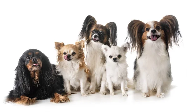 Cani Piccoli Fronte Sfondo Bianco — Foto Stock