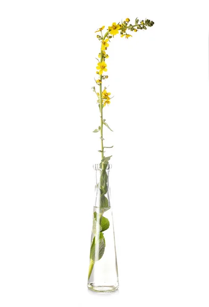 Flower Test Tube Front White Background — Stock Photo, Image