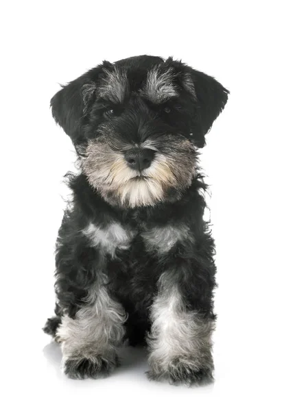 Puppy Miniatuur Schnauzer Voorkant Van Witte Achtergrond — Stockfoto