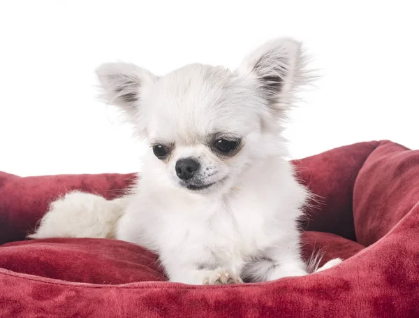 Weißer Chihuahua Vor Weißem Hintergrund — Stockfoto