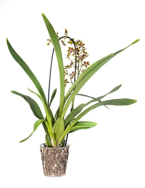 Bochtige Orchideeën Voor Witte Achtergrond — Stockfoto