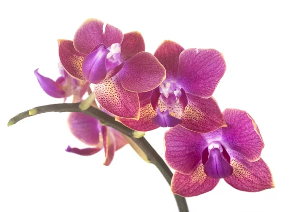 Lepke Orchideák Előtt Fehér Háttér — Stock Fotó