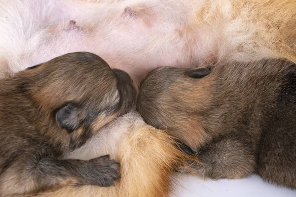 Štěňátka Pomeranian Matka Před Bílým Pozadím — Stock fotografie