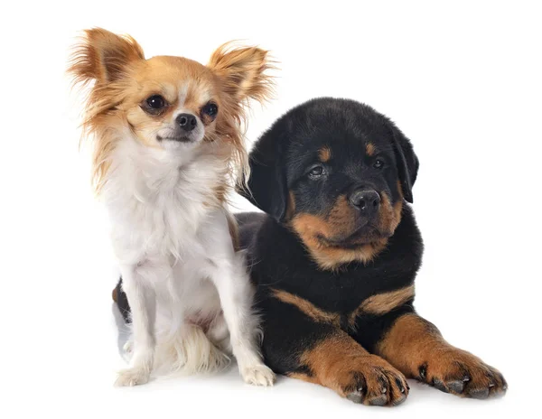 Retrato Cachorro Rottweiler Chihuahua Frente Fundo Branco — Fotografia de Stock