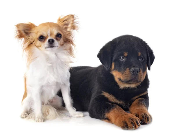 Porträt Eines Welpen Von Rottweiler Und Chihuahua Vor Weißem Hintergrund — Stockfoto
