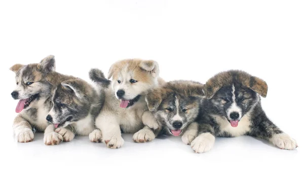 Puppies Akita Inu Front White Background — Stock Photo, Image