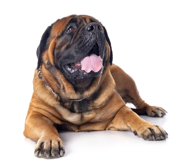 Kvinnliga Mastiff Framför Vit Bakgrund — Stockfoto