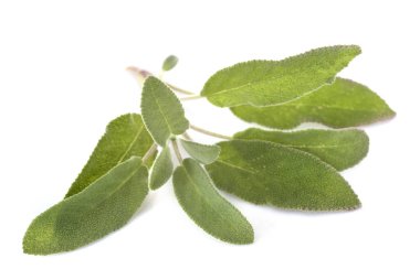 Beyaz arka plan önünde Salvia officinalis