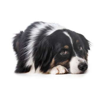 Avustralya çobanı beyaz arka planda.