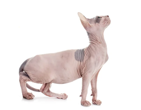 Кошка Волос Сфинкса Белом Фоне — стоковое фото