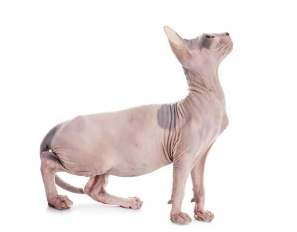 Sphynx Chat Sans Poils Devant Fond Blanc — Photo