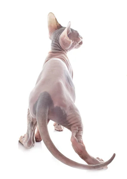 Sphynx Hairless Cat Front White Background — Stock Photo, Image