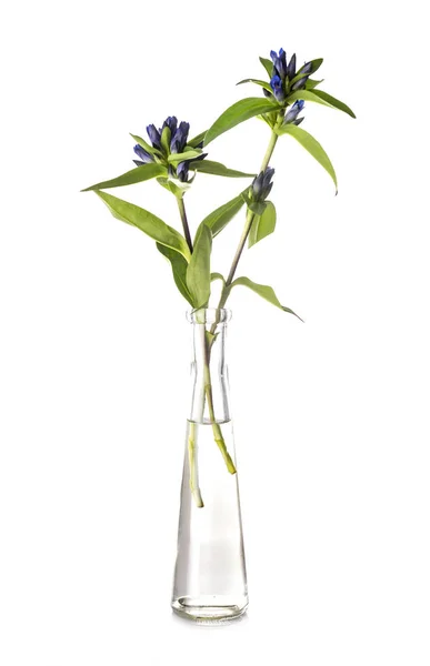 Gentian Test Tube Front White Background — Stock Photo, Image