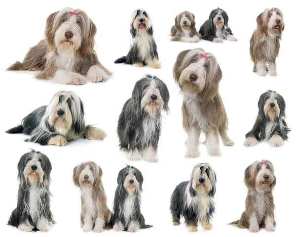 Samlingsbild Med Bearded Collie Framför Vit Bakgrund — Stockfoto