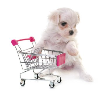 Malta köpek yavrusu ve beyaz arka plan önünde arabası