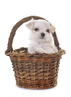 Beyaz arka plan önünde Malta köpek yavrusu