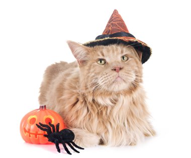 Maine coon kedi ve beyaz arka plan önünde Cadılar Bayramı