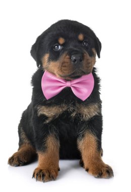 Beyaz arkaplan önünde köpek yavrusu rottweiler