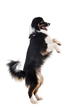 Avustralya çobanı beyaz arka planda.