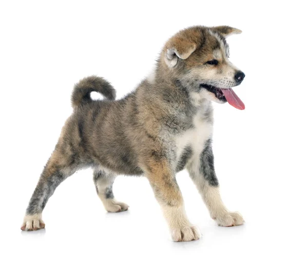 Cachorro Akita Inu Delante Fondo Blanco — Foto de Stock