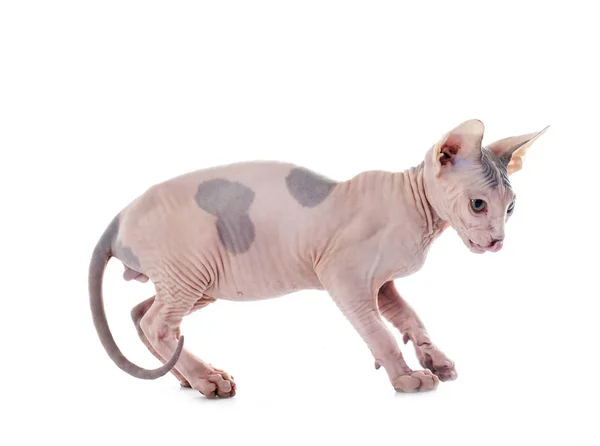 Bezwłosych Sphynx Cat Przed Białym Tle — Zdjęcie stockowe