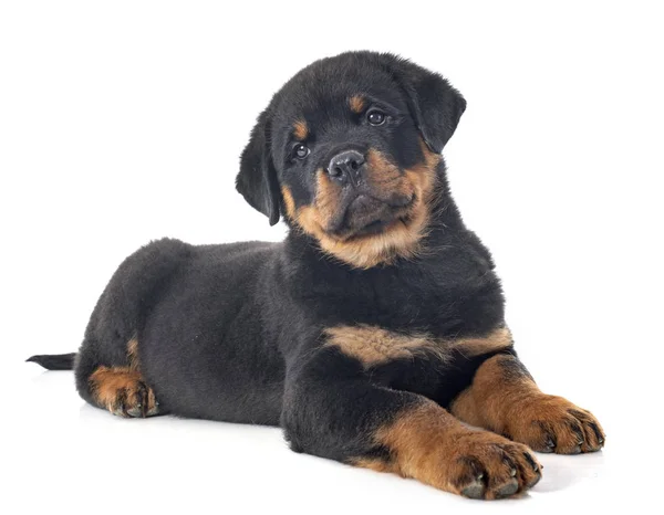 Retrato Cachorro Raça Pura Rottweiler Frente Fundo Branco — Fotografia de Stock