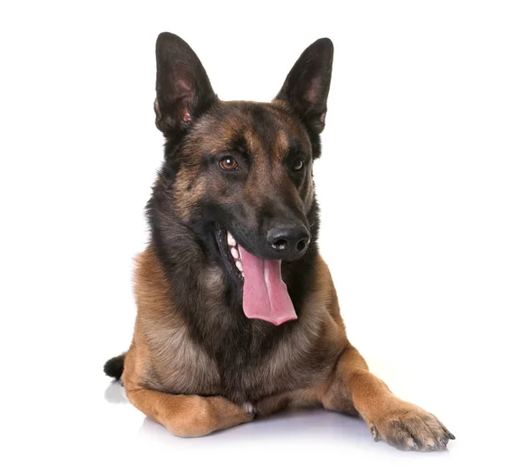 Owczarek Belgian Malinois Przed Białym Tle — Zdjęcie stockowe