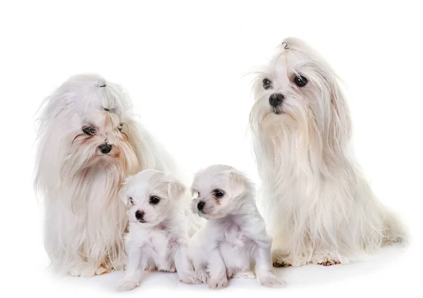 马耳他狗家庭在白色背景前面 — 图库照片