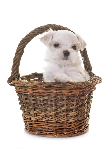 Cucciolo Cane Maltese Fronte Sfondo Bianco — Foto Stock