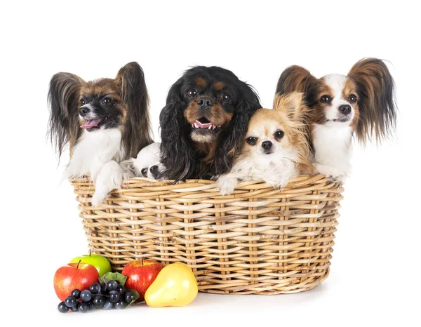 Little Dogs Front White Background — Stock Photo, Image