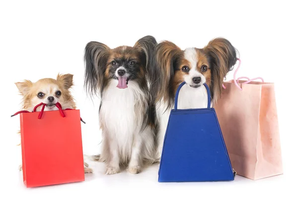Νεαρά Σκυλιά Και Σακούλες Για Αγορές Και Πωλήσεις — Φωτογραφία Αρχείου