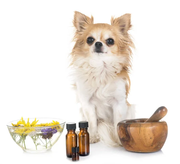 Dog Essential Oils Front White Background — Stock Photo, Image