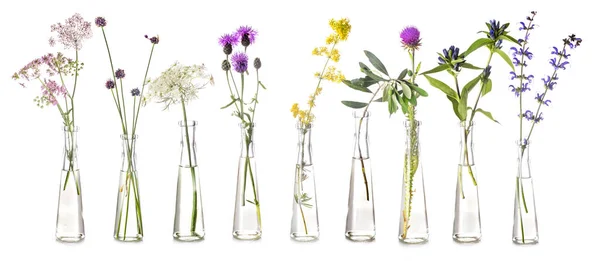 Pflanzen Reagenzglas Vor Weißem Hintergrund — Stockfoto