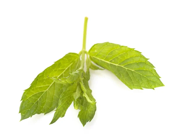 Mint Leaf Front White Background — Stock Photo, Image