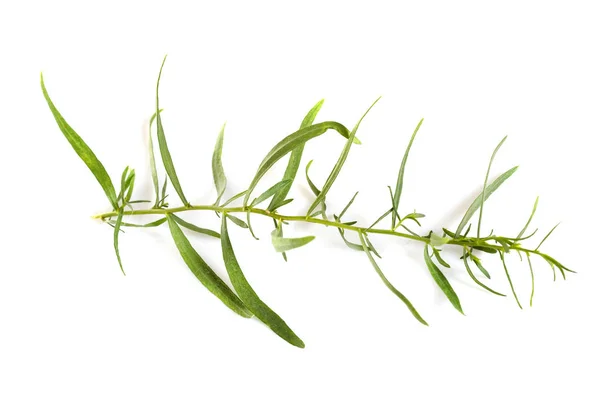Artemisia Dracunculus Voor Witte Achtergrond — Stockfoto