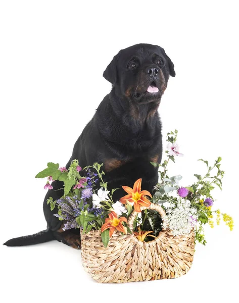 Rottweiler Beyaz Arka Plan Önünde Çiçek — Stok fotoğraf