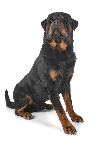 Raszuivere Rottweiler Voor Witte Achtergrond — Stockfoto