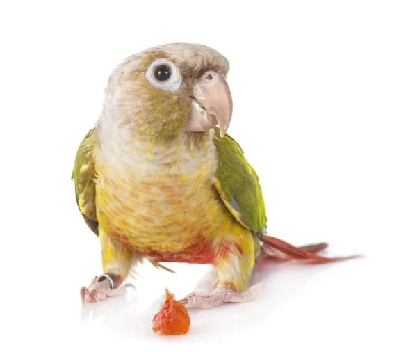 Green Cheeked Parakeet Front White Background — Stock Photo, Image