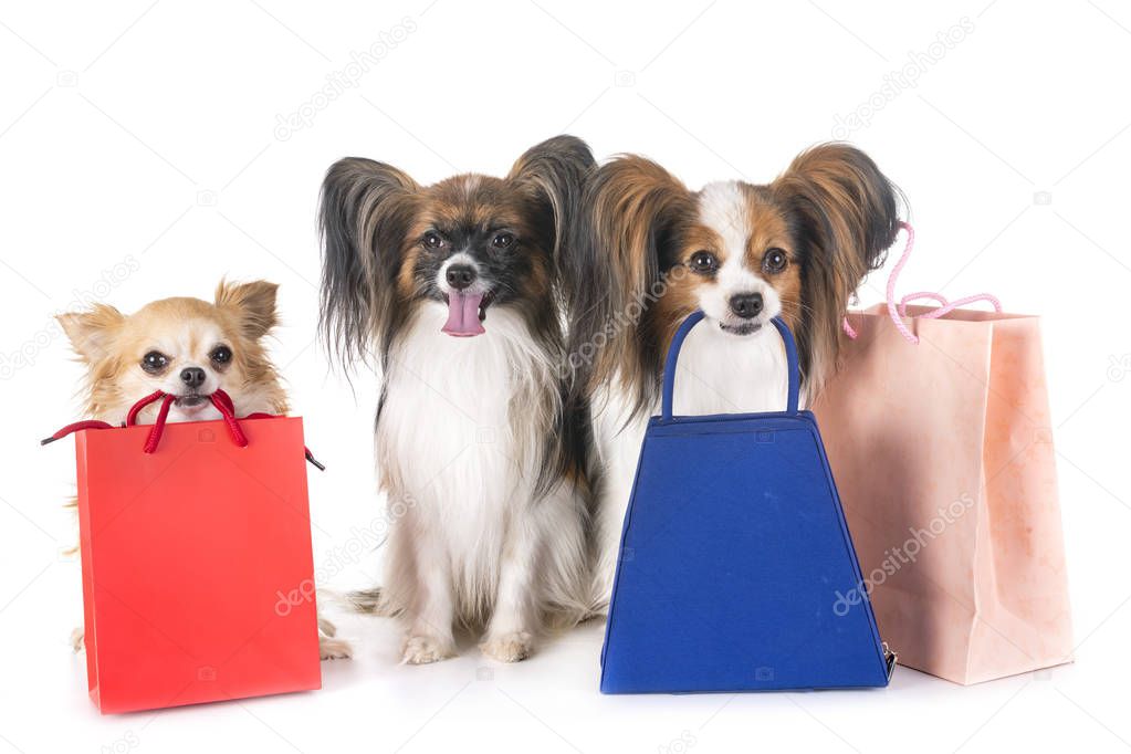 young dogs and bags for shopping and sales