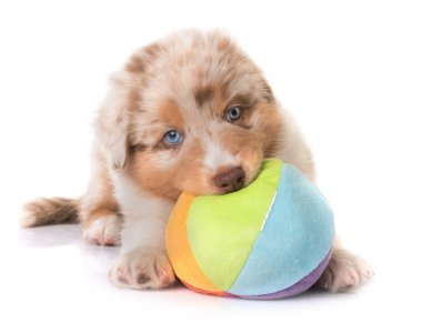 Beyaz arka plan önünde Avustralya çoban köpeği