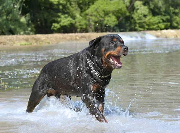 Purebred Rottweiler Playing Water River — Stock Photo, Image