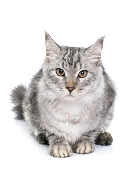 Maine Coon Cat Frente Fundo Branco — Fotografia de Stock