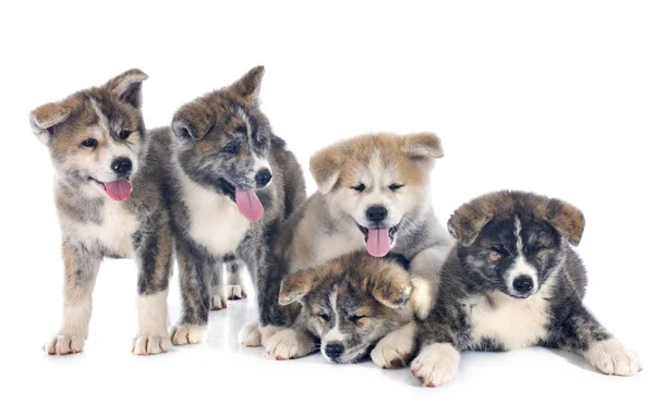 Puppies Akita Inu Voor Witte Achtergrond — Stockfoto