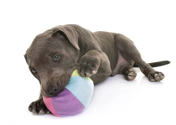 Cachorro Staffordshire Bull Terrier Frente Fondo Blanco — Foto de Stock